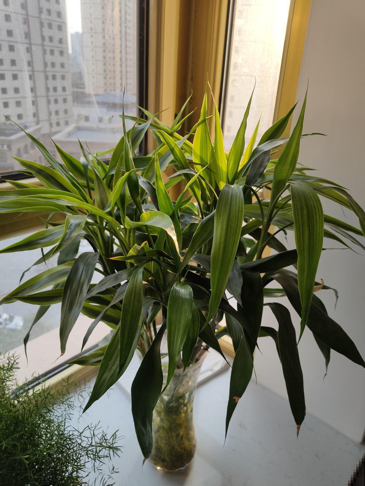 5种适合水培的植物，只需一盆水就能养，省心开花多