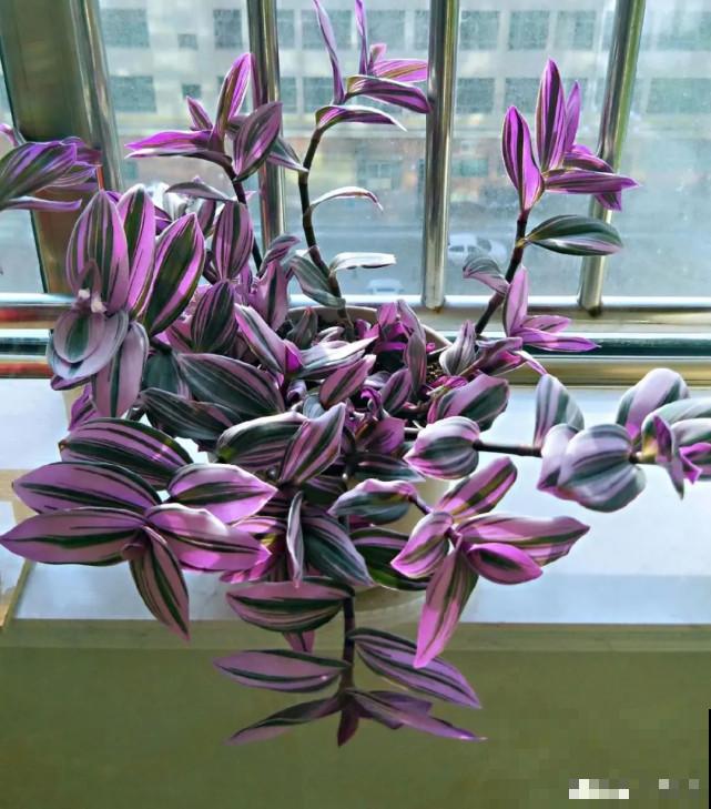 家里的“垃圾”留下，拿来养花效果好，颜值超高