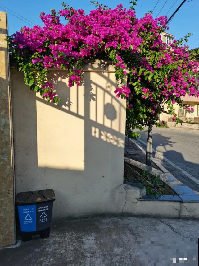 秋天给花补点“猛肥”,嫩芽一茬接一茬,花苞呼呼冒 秋天给花补点“猛肥”,嫩芽一茬接一茬,花苞呼呼冒