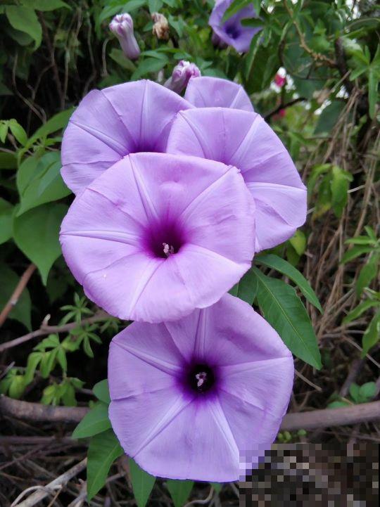 5种入侵植物,看到就赶紧拔掉,留着就是大祸害 5种入侵植物,看到就赶紧拔掉,留着就是大祸害