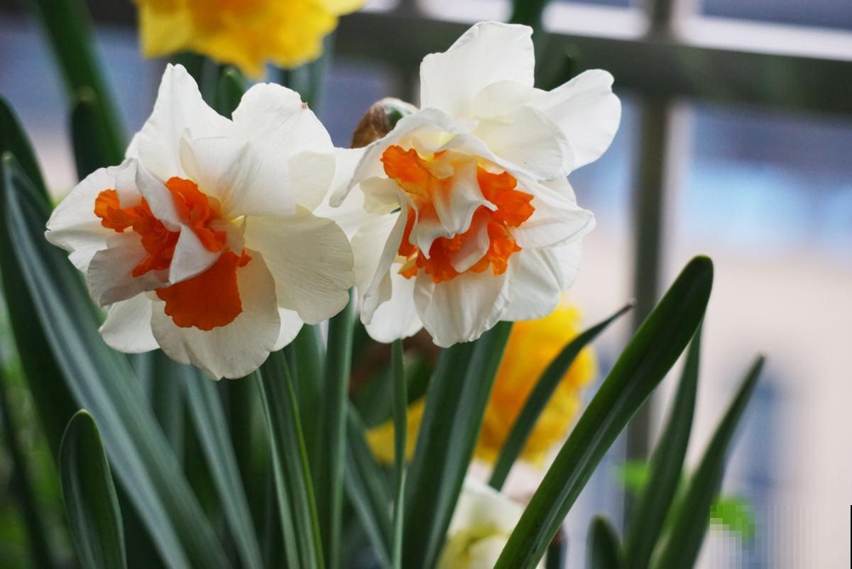 “家有水仙,富富年年”,家里养洋水仙,花大色艳还有好兆头 “家有水仙,富富年年”,家里养洋水仙,花大色艳还有好兆头