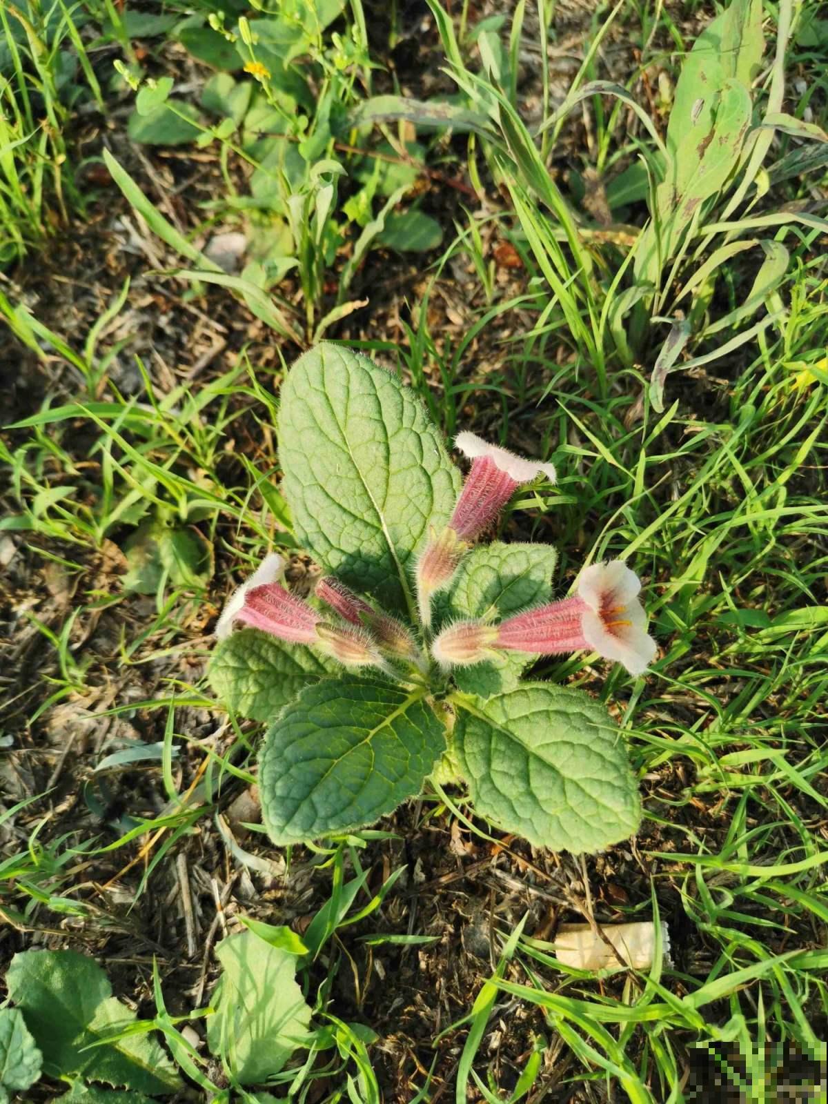 东北花虽少，但中草药一抓一大把，价值一下子就上去了
