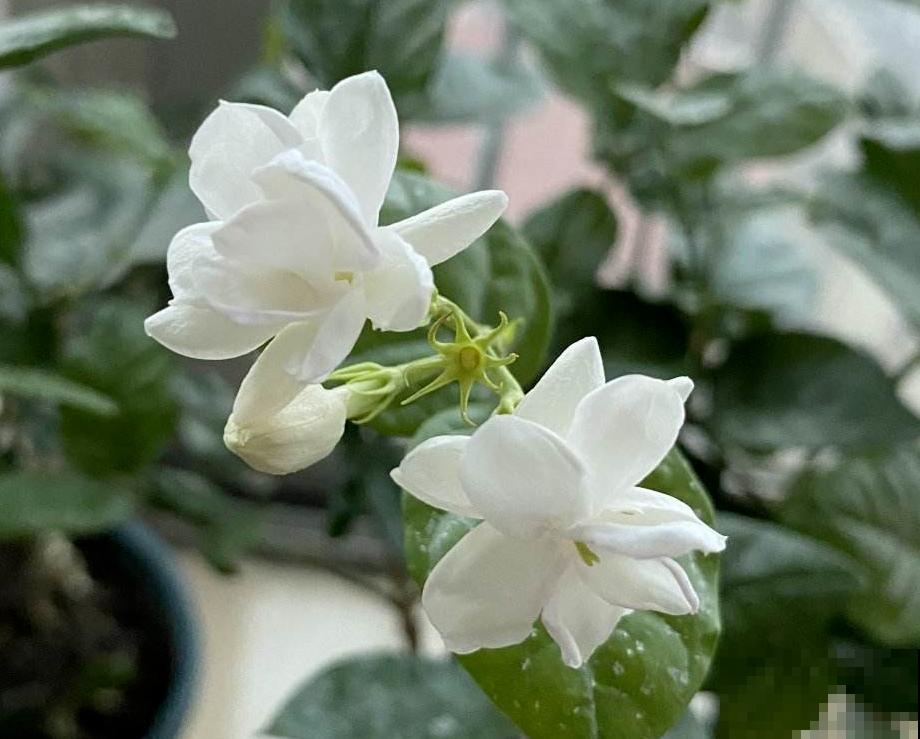 4种养人花,养在家里对身体好,很适合中老年人 4种养人花,养在家里对身体好,很适合中老年人