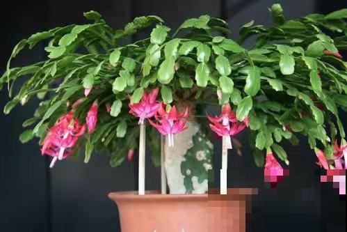 蟹爪兰长满花苞,4个方面不注意,花苞掉满地 蟹爪兰长满花苞,4个方面不注意,花苞掉满地