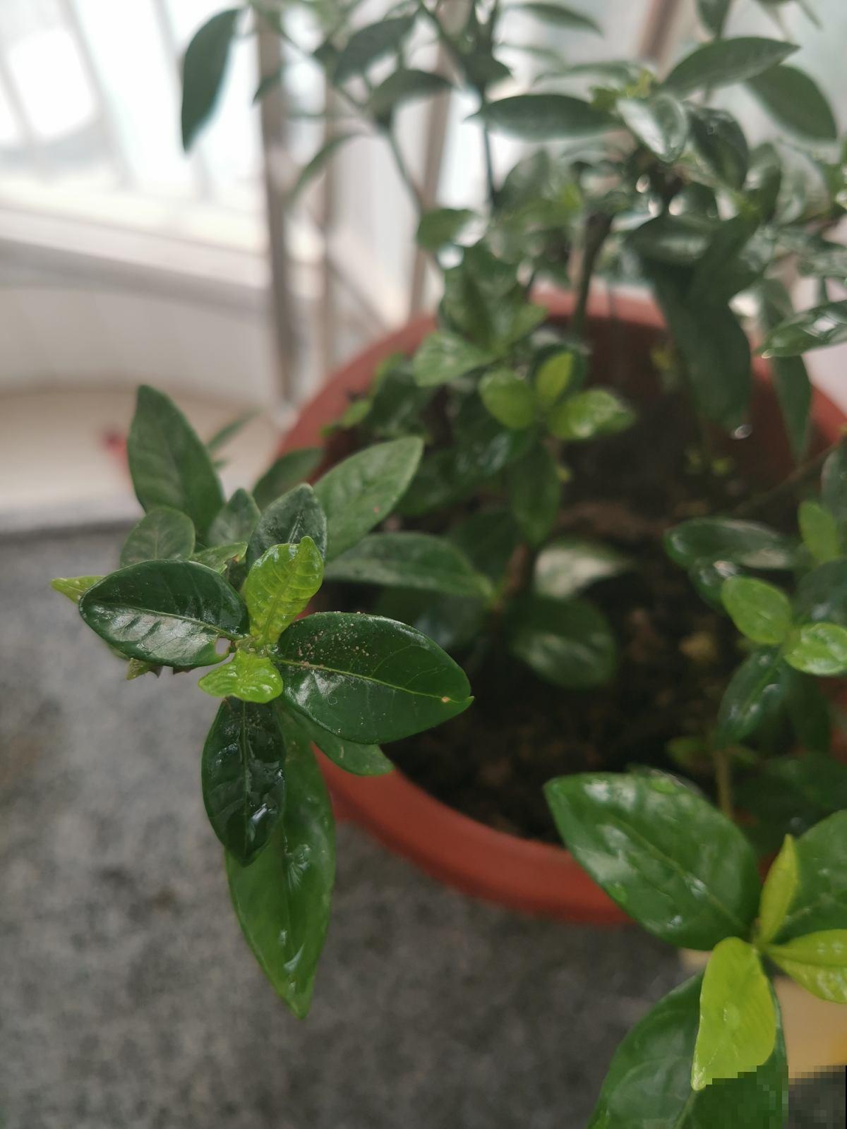 栀子花黄叶不用怕，学会4招解决问题，北方花友看过来