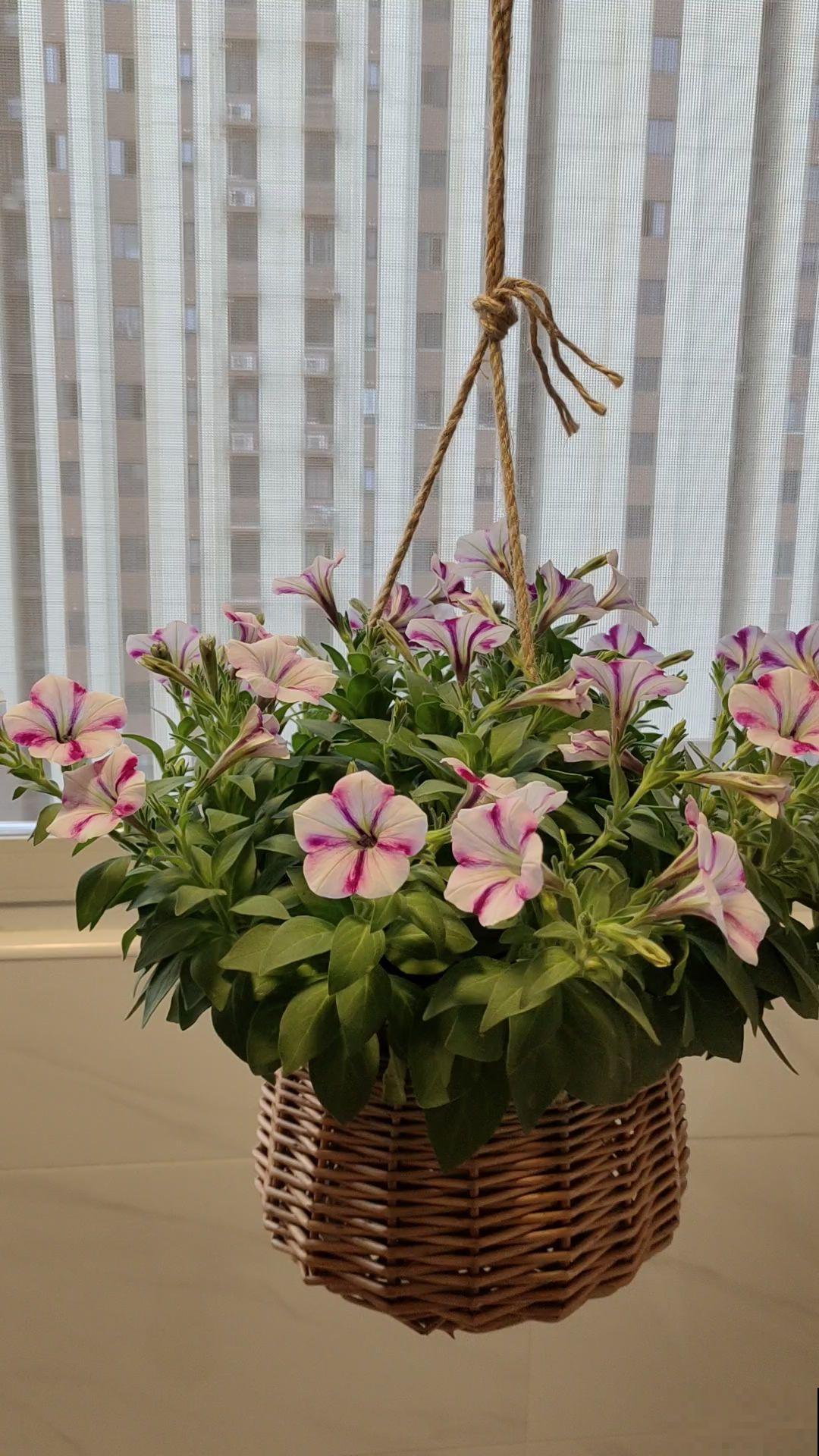 适合孩子养的7种花，好看又好养，感受奇妙生命