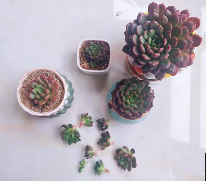 红宝石养好了，一片叶子也能变小苗，还不用操心！