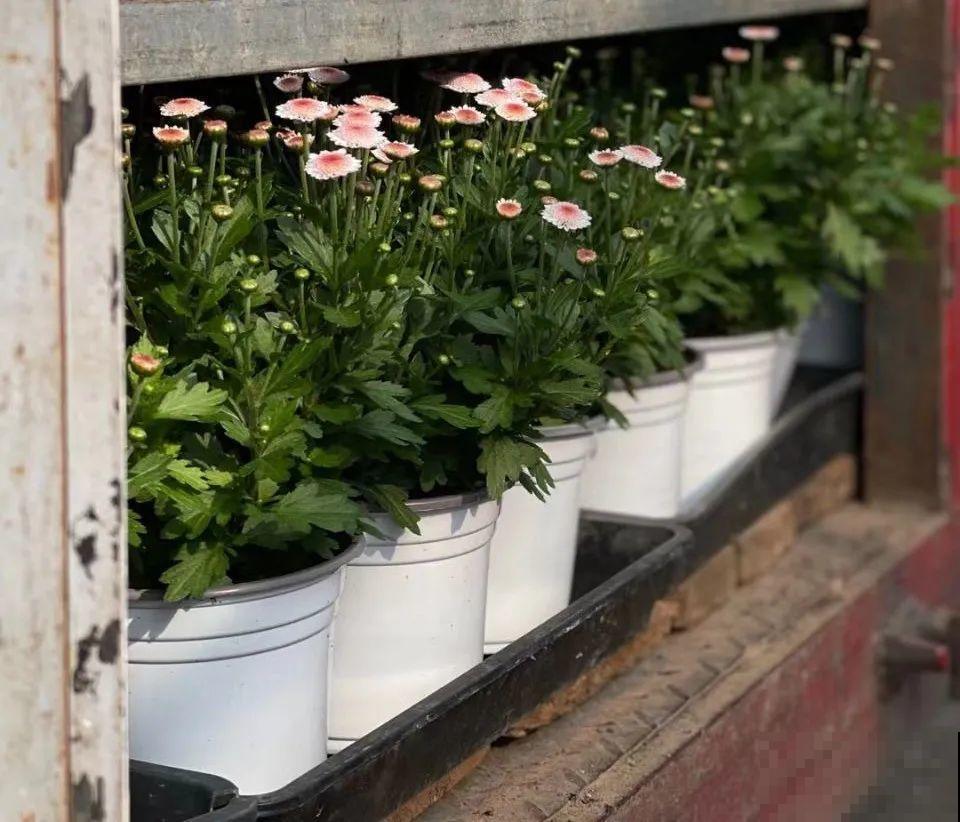 近几年新晋网红花,耐阴耐寒耐热,四季都能开花 近几年新晋网红花,耐阴耐寒耐热,四季都能开花