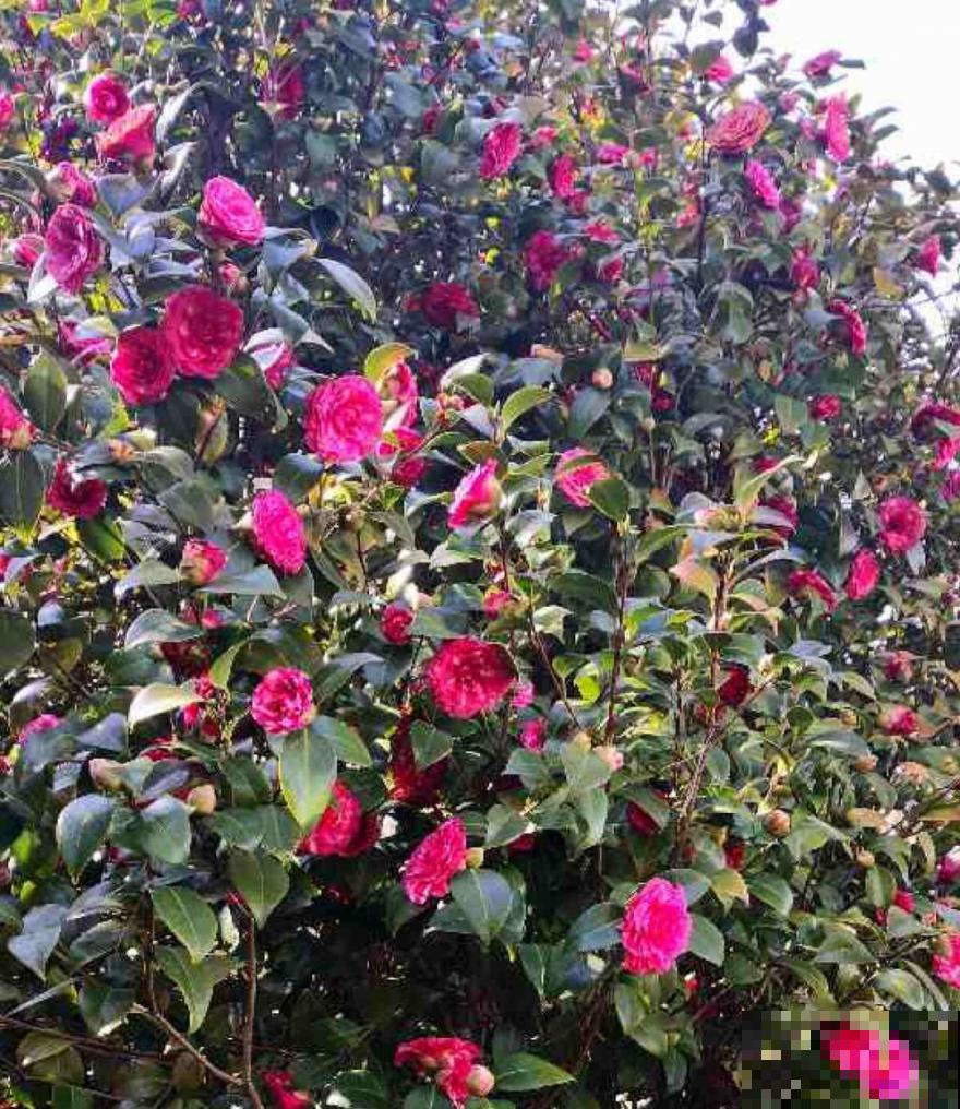 冬天常见的茶花，6个“毛病”经常犯，真难养