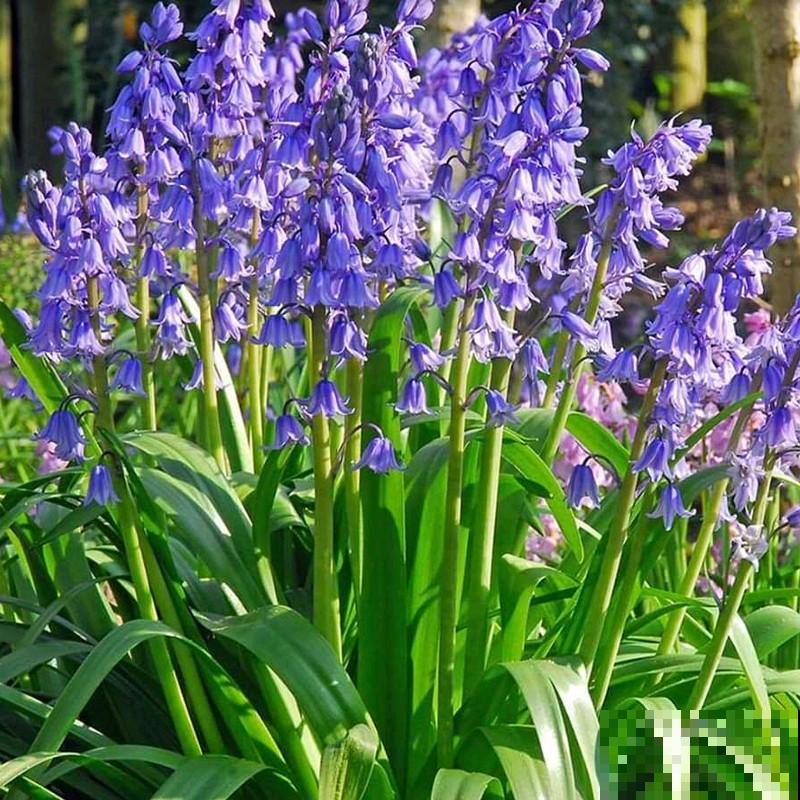 秋天土里埋个“洋葱头”，成活很容易，开出绝美花箭