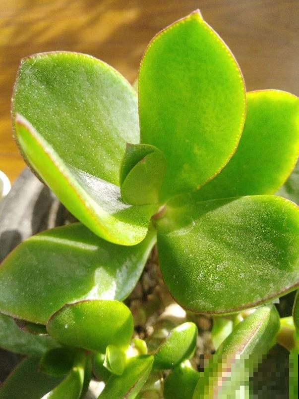 1种“吉利树”,耐心修剪,会越来越值钱 1种“吉利树”,耐心修剪,会越来越值钱