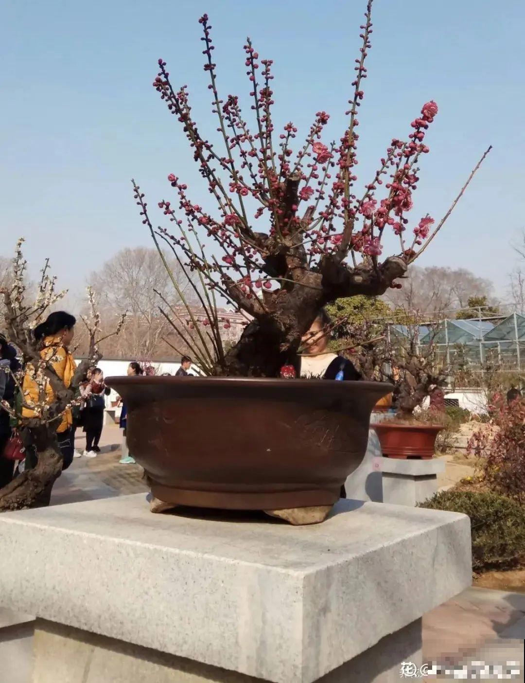 不怕冷的喜庆花,-15度依然开,满树繁花! 不怕冷的喜庆花,-15度依然开,满树繁花!