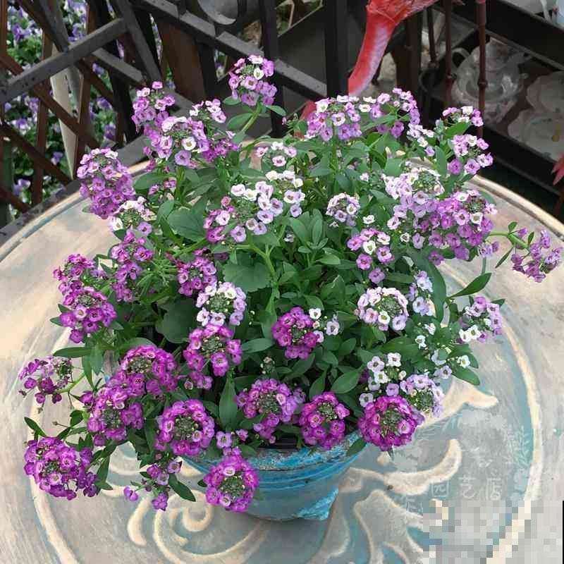 家里养4种垂吊花，挂起来养不占地儿，还能开出花瀑布