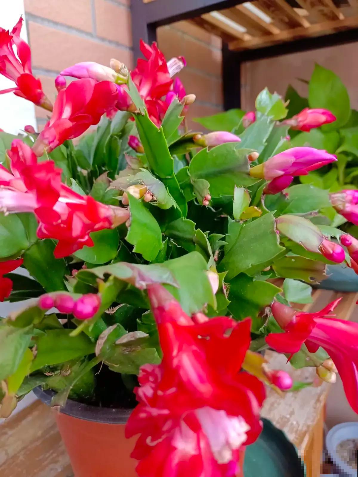 8种花有吉利好兆头,穷养才能长得旺,养在家里很合适 8种花有吉利好兆头,穷养才能长得旺,养在家里很合适