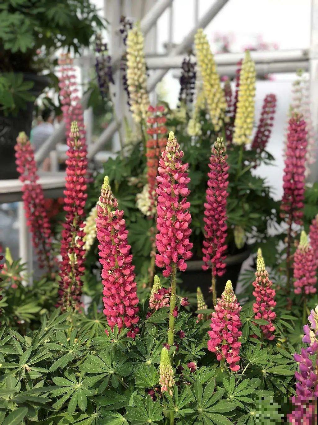 草花播种前，学会6个小妙招，全部都能活，齐刷刷冒新芽！