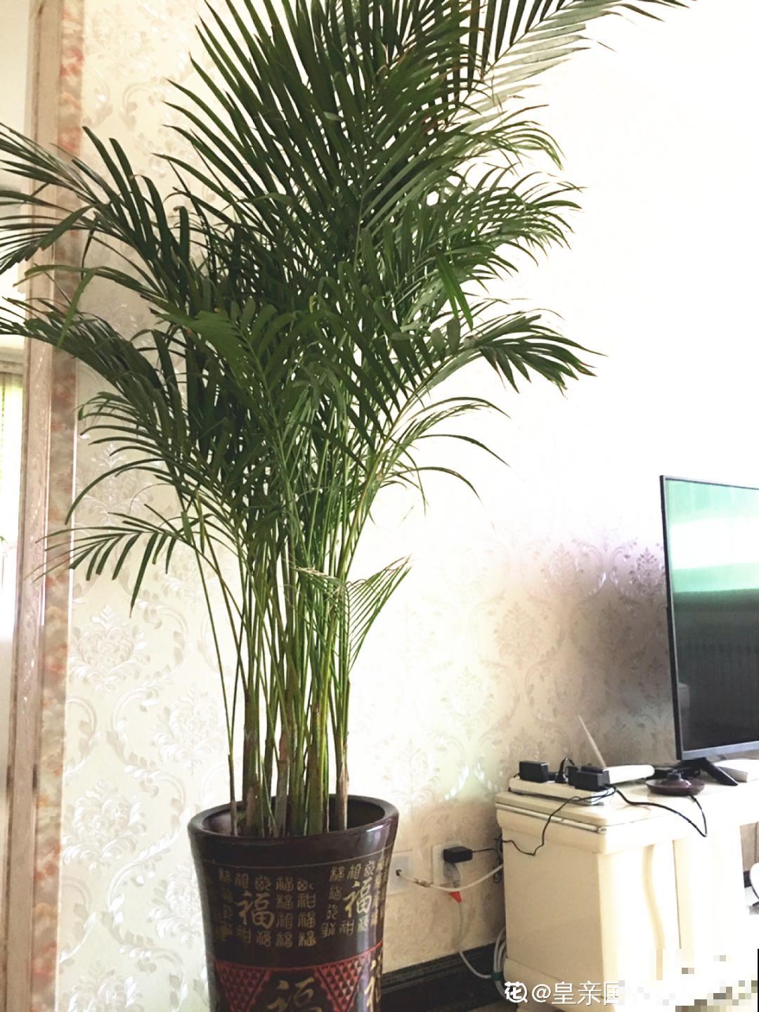 人养花，花也养人，家里养这10种花，越养越健康