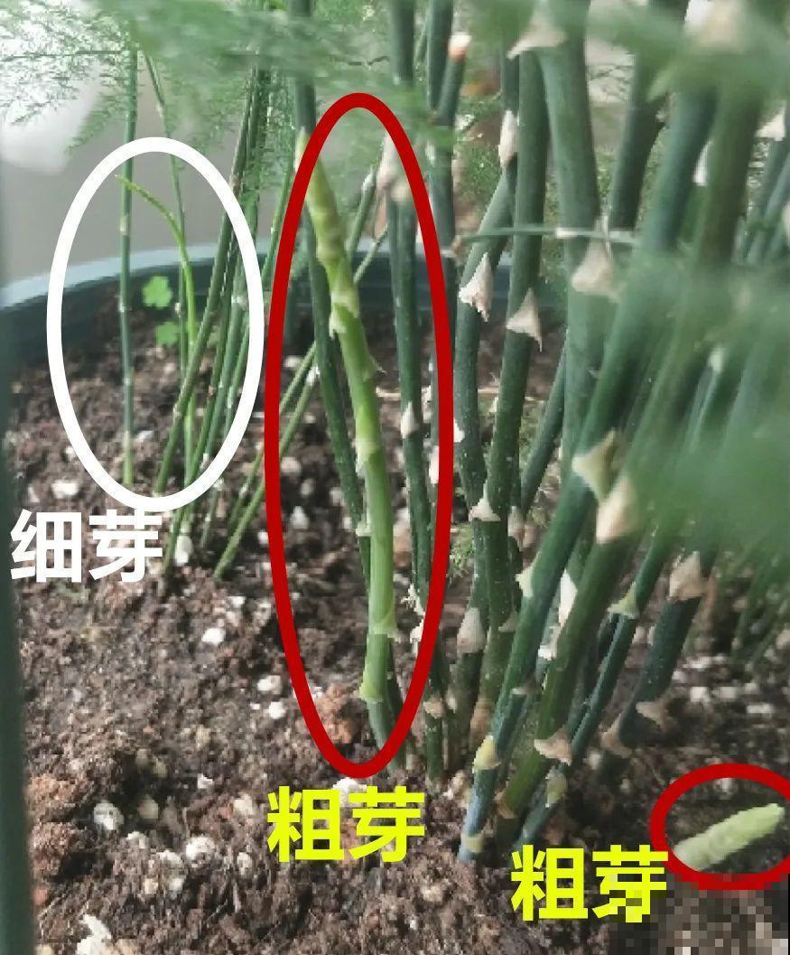 7种花有个小机关，找对位置打开它，新芽爆满盆