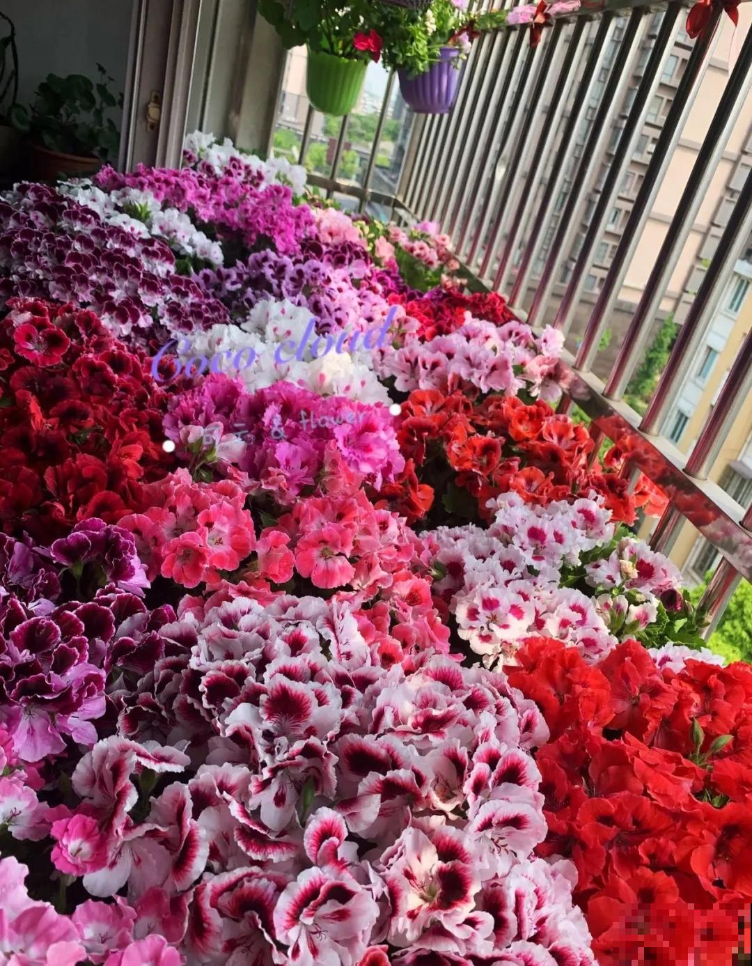 养的花一直不开花，主要是这6点做好，赶紧学起来