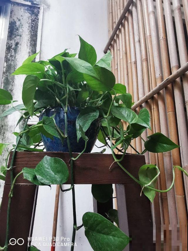 养绿萝要学会找“小机关”，学会“打开机关”，绿萝叶子油亮反光