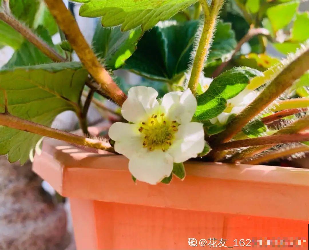 10种花冬天要施肥,不然不开花,而且活不过一年 10种花冬天要施肥,不然不开花,而且活不过一年