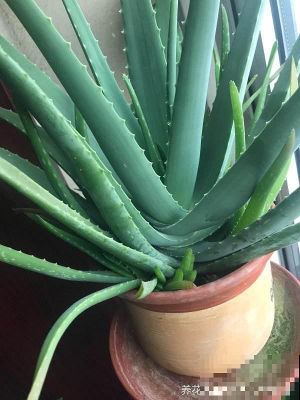 芦荟养护超简单，做好这5步，秒变又肥又壮小胖崽