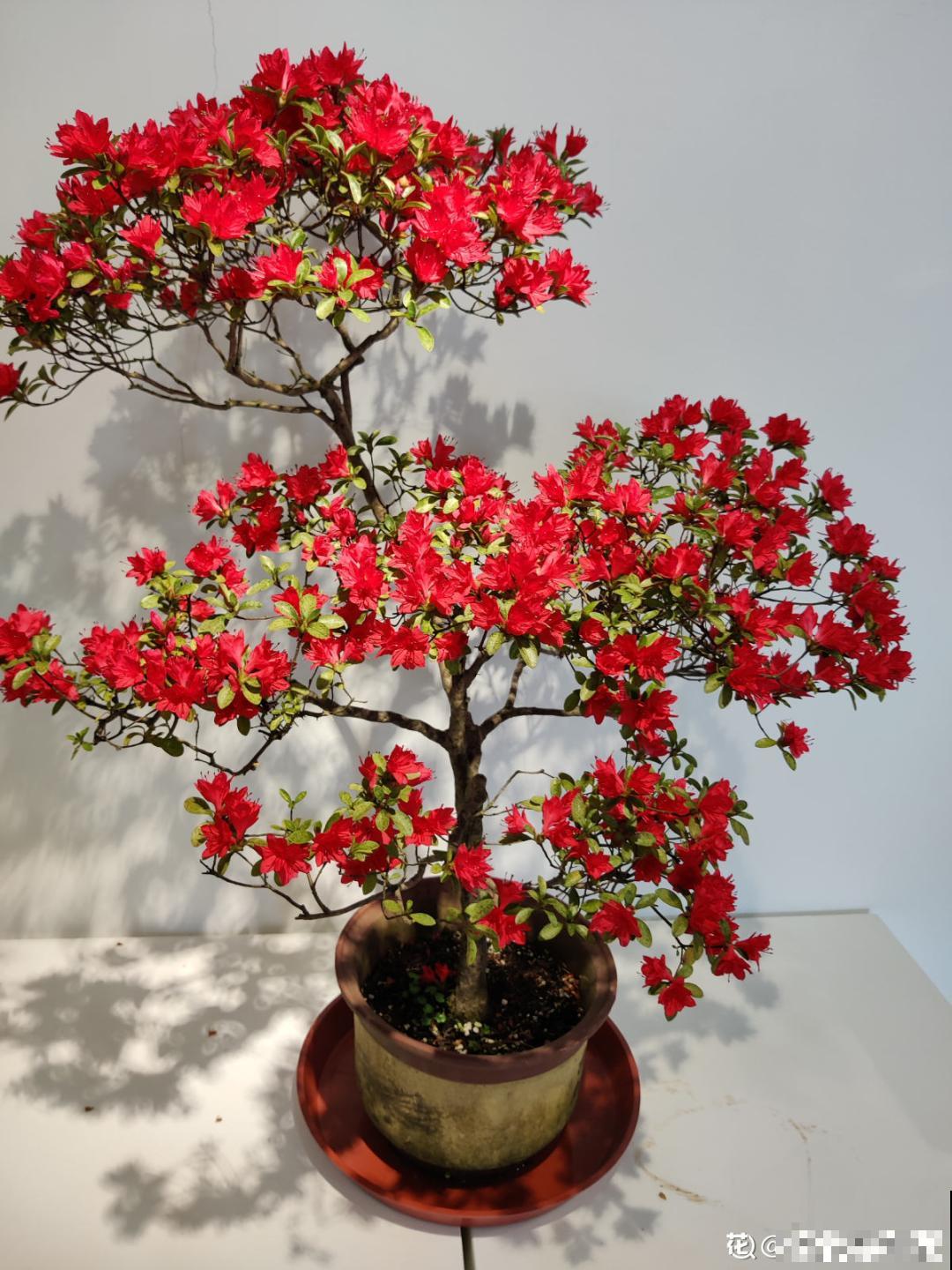 66万一盆的花,真是够贵的,打工几十年也攒不出一盆 66万一盆的花,真是够贵的,打工几十年也攒不出一盆