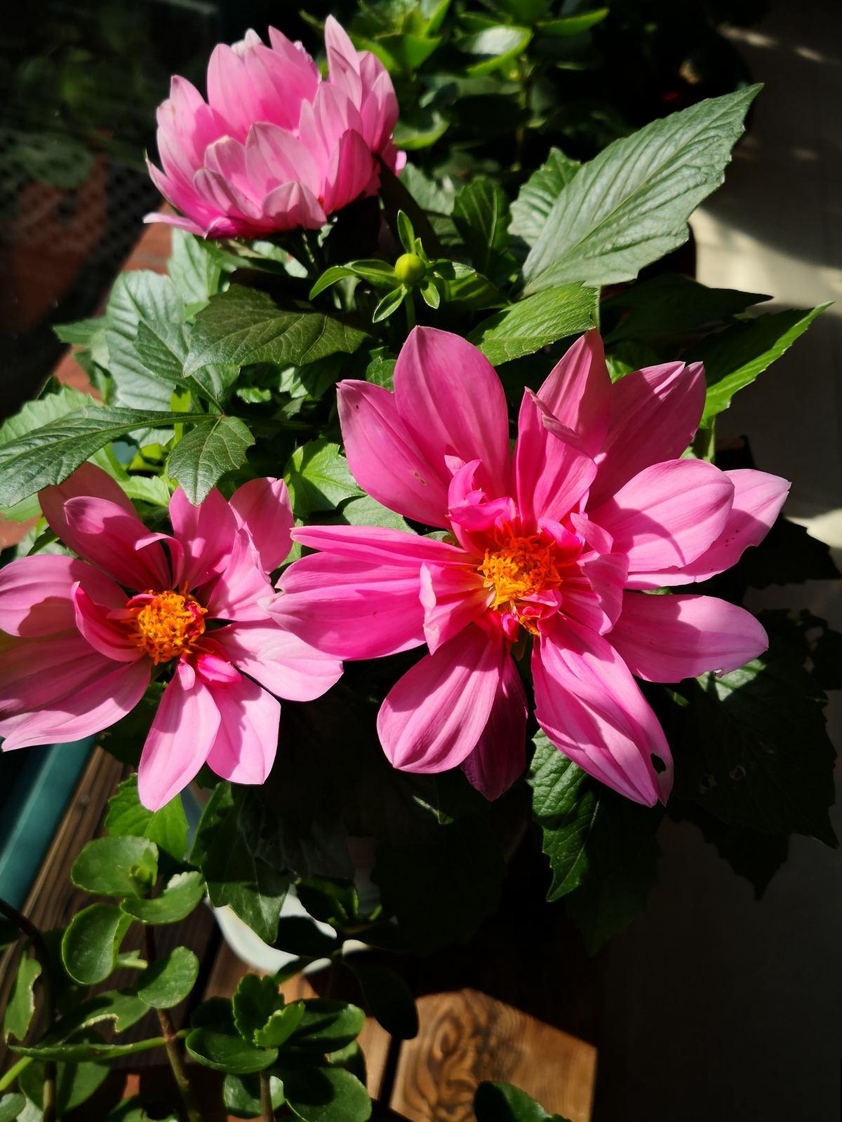 这5种花冬天不能养,别盲目跟风,来年春天才是它的生长期 这5种花冬天不能养,别盲目跟风,来年春天才是它的生长期