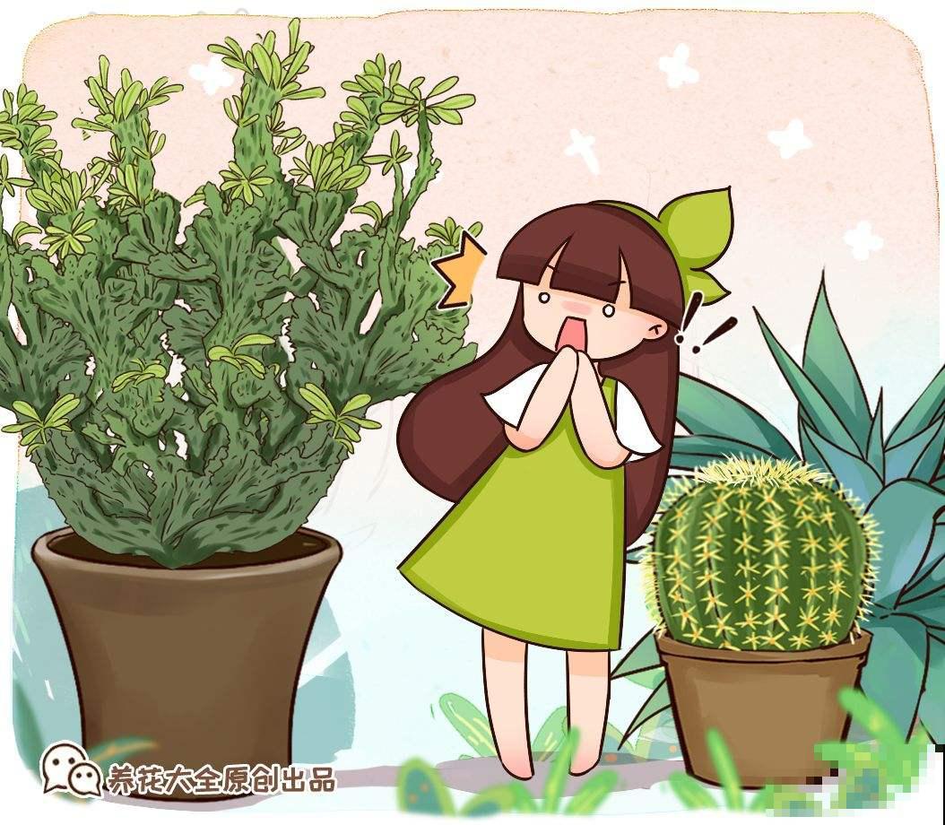 “镇宅花”合集，养一盆放家里，安全感十足