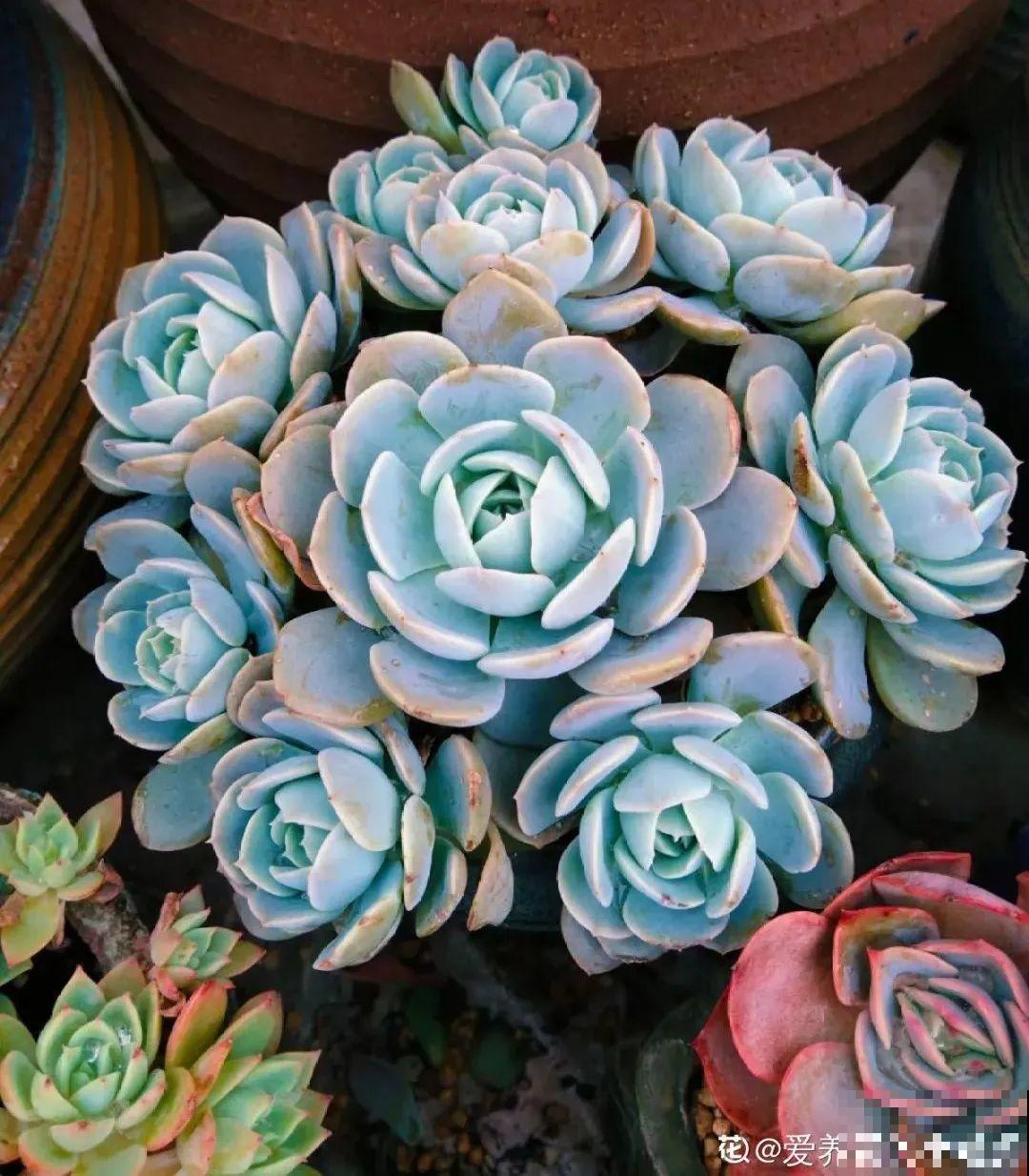 冬天6类花,叶片和花苞别喷水,一喷就烂了 冬天6类花,叶片和花苞别喷水,一喷就烂了