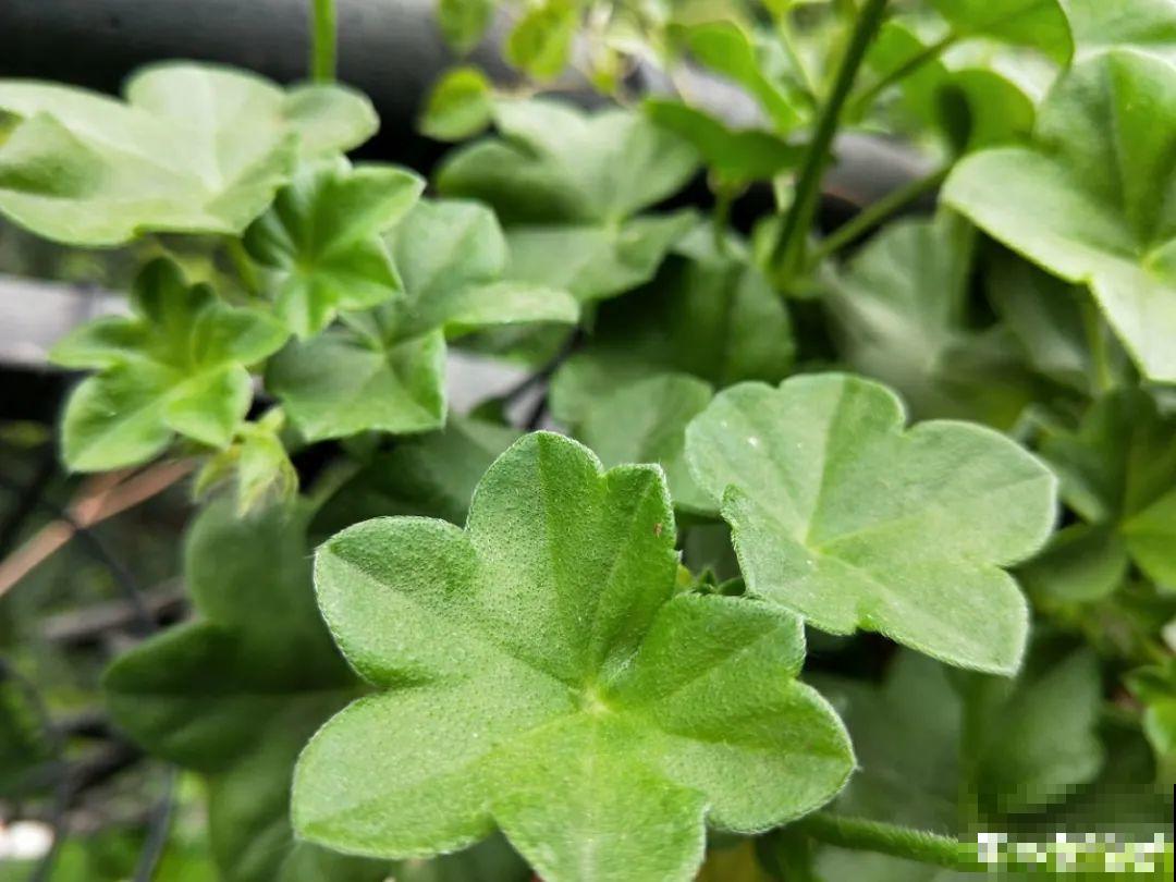 开花超美的“垂吊花”,花朵肥美硕大花期长,美成一面小花墙 开花超美的“垂吊花”,花朵肥美硕大花期长,美成一面小花墙