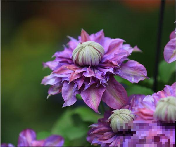 藤本植物的颜值王者,开花成瀑布,-20度冻不死! 藤本植物的颜值王者,开花成瀑布,-20度冻不死!