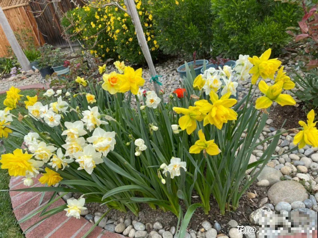 20种花，现在养正是开花好时候，再晚就过季了