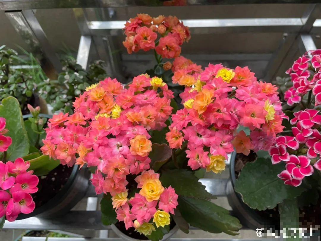 冬天常见的“吉利花”，耐旱皮实花量大，大半年都在开花