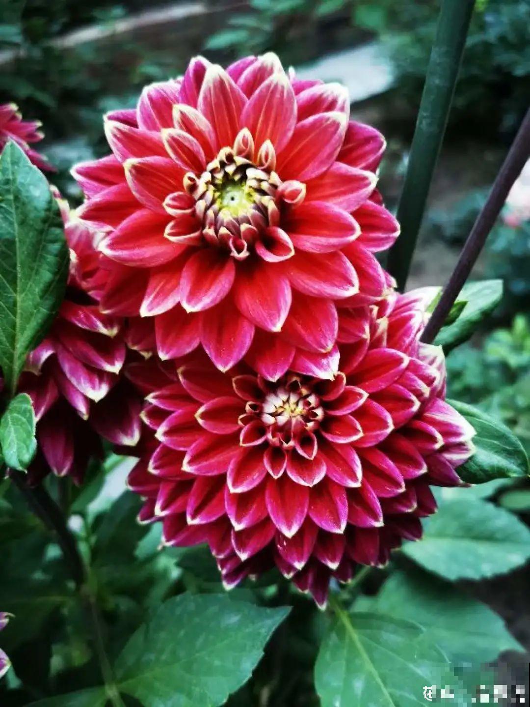 “大丽花门前种，财富到家不是梦”，种点大丽花，喜庆又富贵