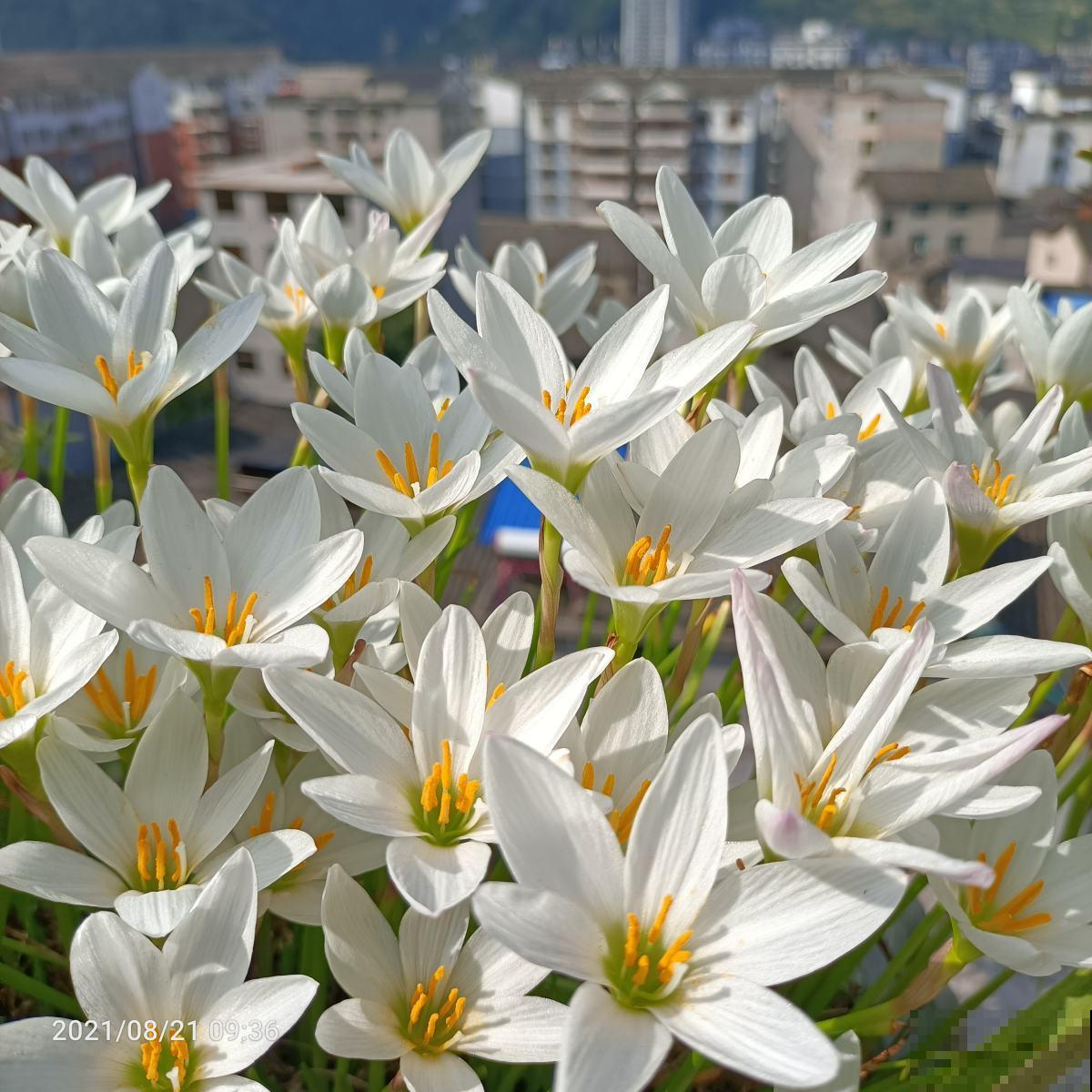 冬天给花浇水，要注意3点，植物喝饱水长得旺