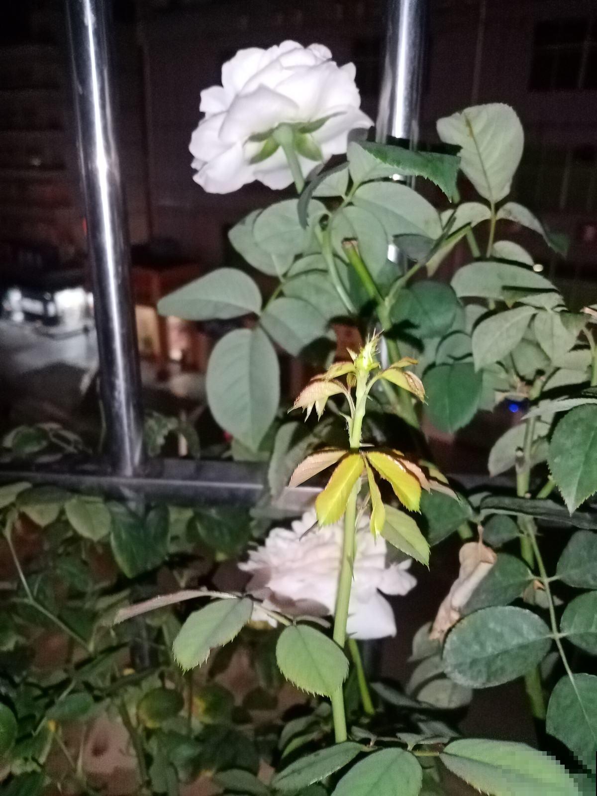 全网爆火的月季“朱丽叶”，秋冬稳稳开花，下大雪也不怕