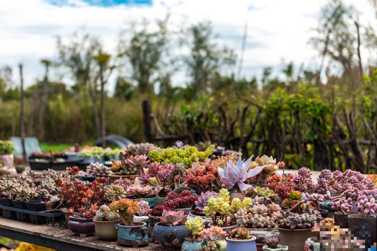 红彤彤的多肉,在阳台养都能随便出状态,主要抗冷又皮实 红彤彤的多肉,在阳台养都能随便出状态,主要抗冷又皮实