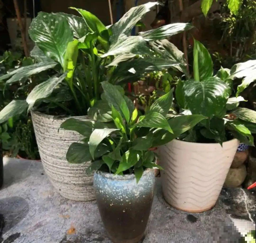 爱“生崽”的花,现在赶紧翻盆,一盆变多盆还能挣钱 爱“生崽”的花,现在赶紧翻盆,一盆变多盆还能挣钱