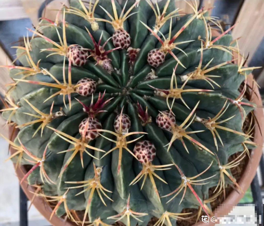 腊月买花要睁大眼,这8种花别要,养不活还浪费钱 腊月买花要睁大眼,这8种花别要,养不活还浪费钱