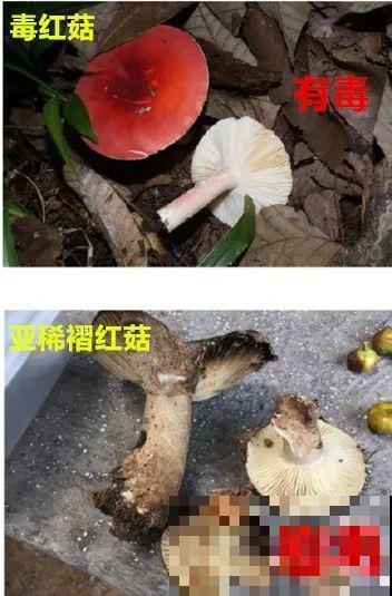 路上看见银杏果,不要捡,小心有毒! 路上看见银杏果,不要捡,小心有毒!