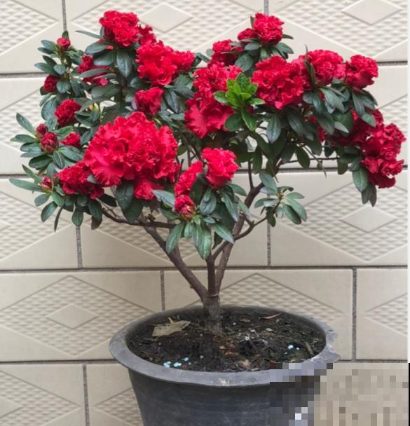 1种花美成“花中西施”，春夏秋冬都能开，好养易爆盆！