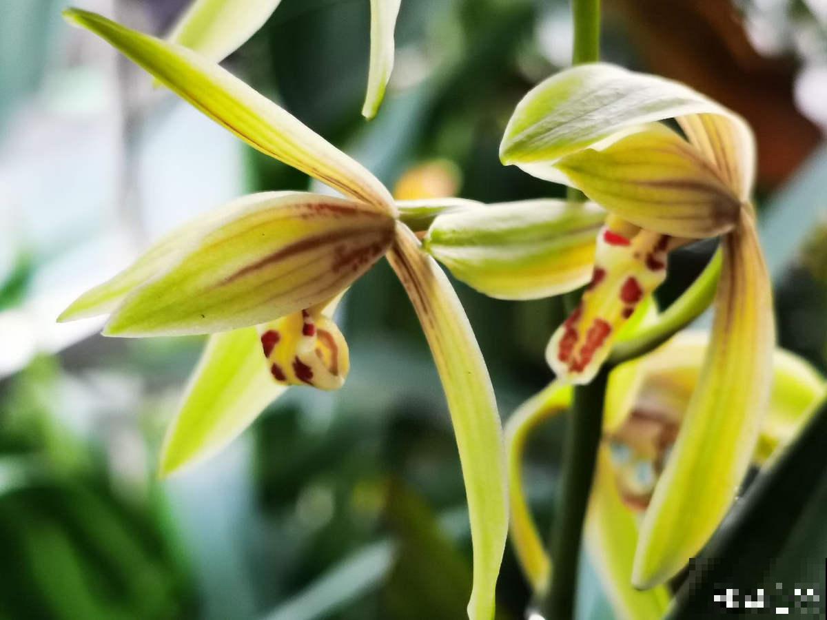 男人和女人喜欢的花，不敢说一模一样，只能说毫无关系