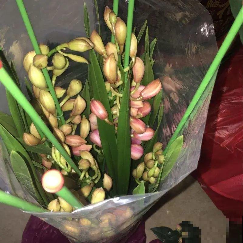 养花“急救”方法，1步搞定，别越拖越严重！