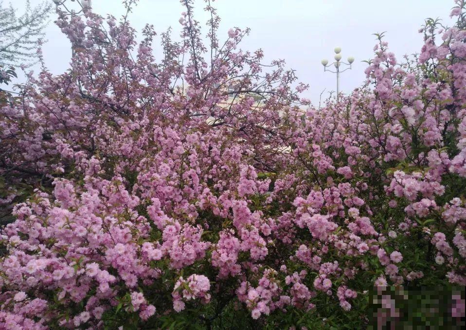 2米高的开花树，-30℃冻不死，大东北的院子都能养