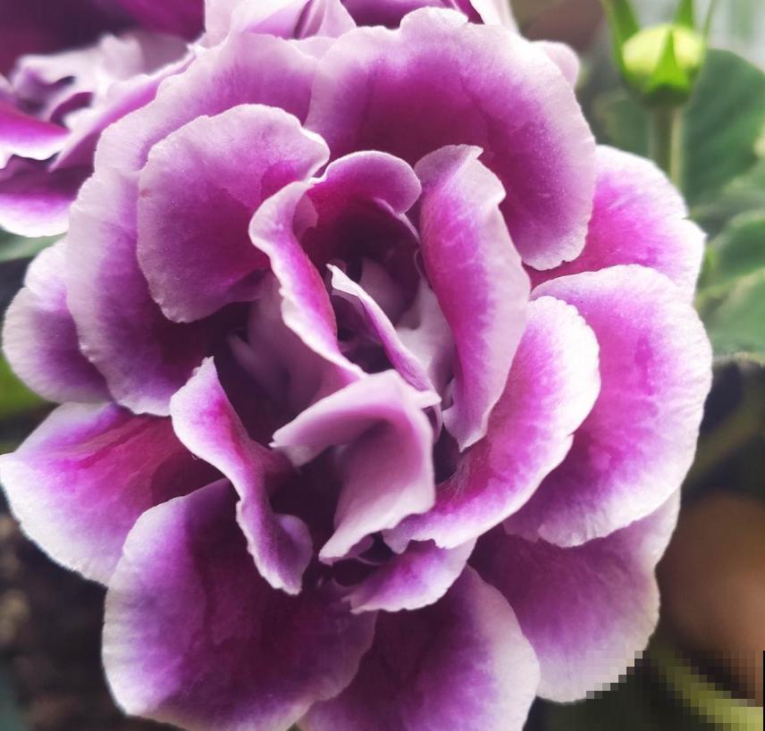 5种花真是被名字耽误了，明明开花美翻天，却“不受人待见”