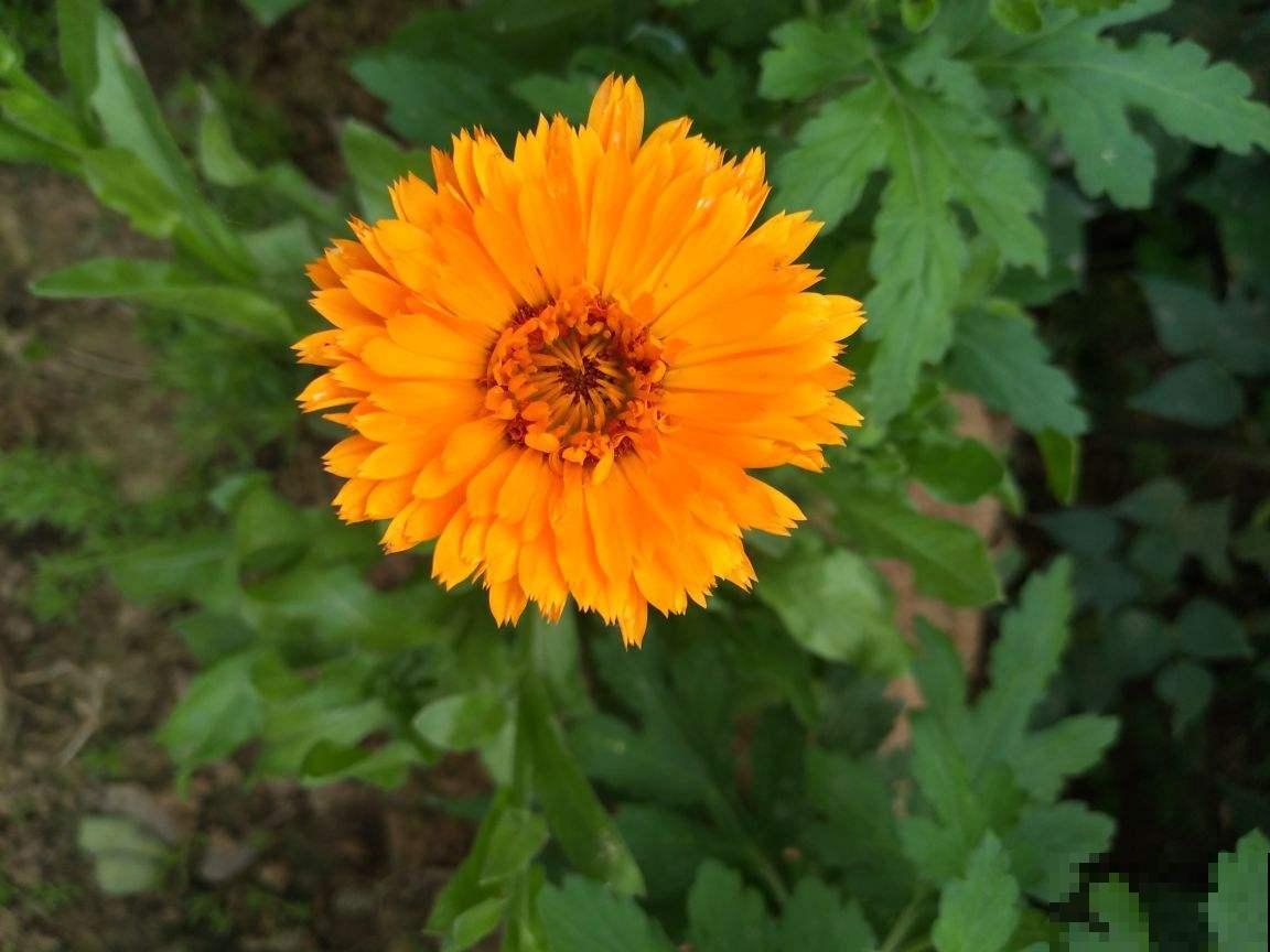 养了2盆野花，婆婆却说“不吉利”，还差点给扔掉