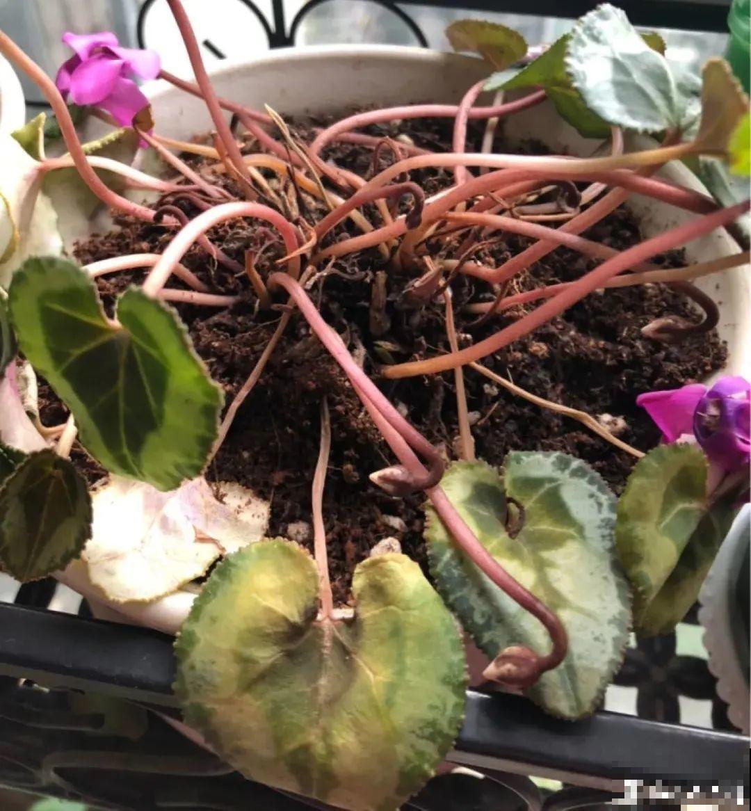 10种花，冬天别喷水，越喷越烂叶，变成光杆特丑