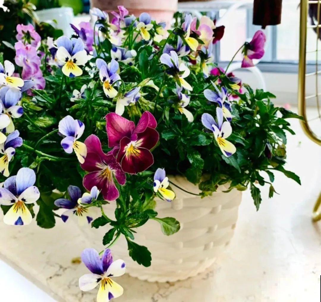 特耐寒的花，冬天照样能爆盆，颜值不输牡丹