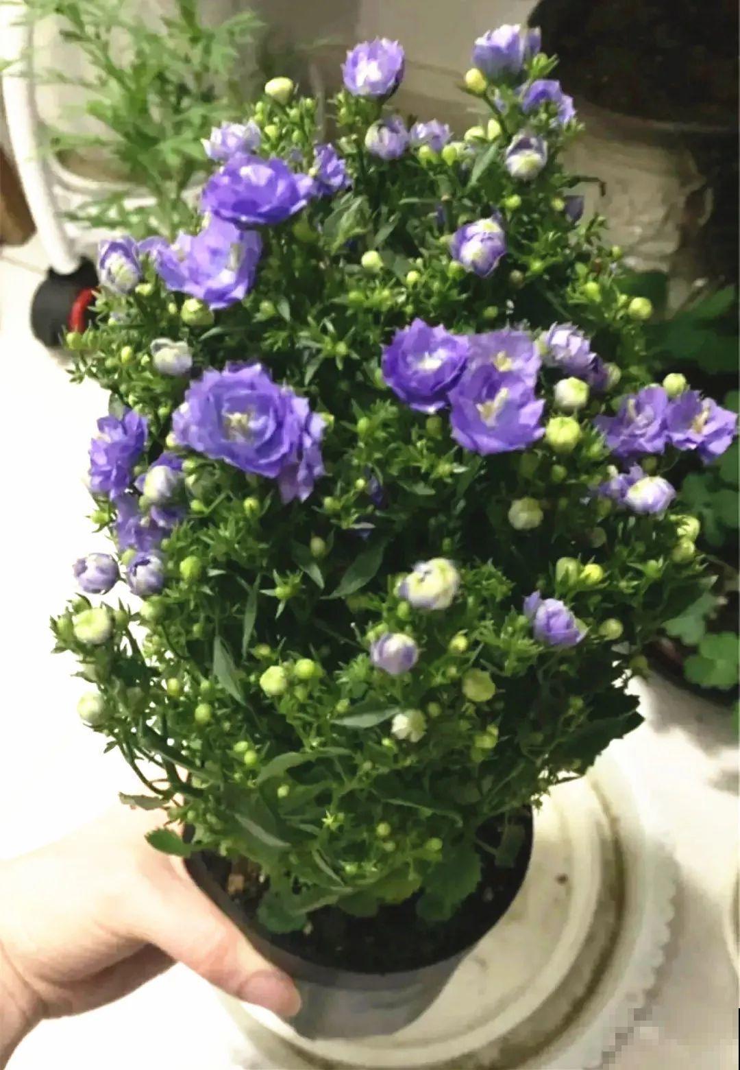 今冬最火网红花,密密麻麻“风铃”花苞,气质十足有格调! 今冬最火网红花,密密麻麻“风铃”花苞,气质十足有格调!