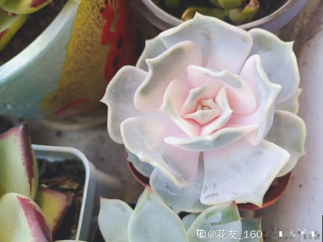 冬天6类花,叶片和花苞别喷水,一喷就烂了 冬天6类花,叶片和花苞别喷水,一喷就烂了